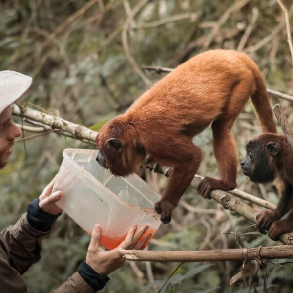 voluntary-feeding-monkeys