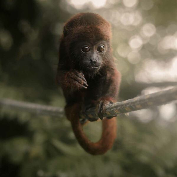 Wildlife - Singe Hurleur Roméo - La Cruz Verde