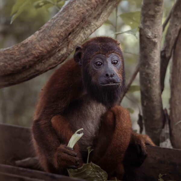 amazonian-forest-monkey